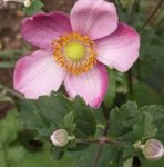 Anémone du Japon - Anemone  japonica 