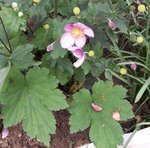 Anémone du Japon - Anemone  japonica 