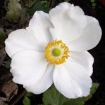 Anémone du Japon - Anemone  japonica 