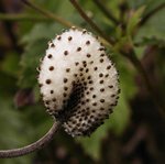 Anémone du Japon - Anemone  japonica 