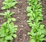 Mâche - Doucette - Salade