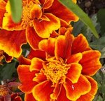 Oeillet d'inde - Tagetes patula