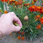 Oeillet d'inde - Tagetes patula