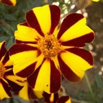 Oeillet d'inde - Tagetes patula