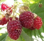 Framboise - Rubus idaeus