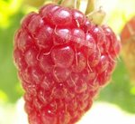 Framboise - Rubus idaeus