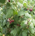 Framboise - Rubus idaeus