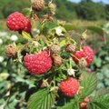 Framboise - Rubus idaeus