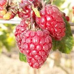 Framboise - Rubus idaeus