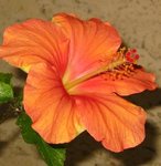 Hibiscus rosa sinensis - Hibiscus - Rose de Chine - Rose de Cayenne