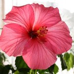Hibiscus rosa sinensis - Hibiscus - Rose de Chine - Rose de Cayenne