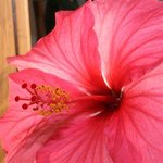Hibiscus rosa sinensis - Hibiscus - Rose de Chine - Rose de Cayenne
