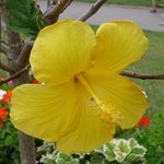 Hibiscus rosa sinensis - Hibiscus - Rose de Chine - Rose de Cayenne