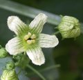 Bryone - Bryonia dioica