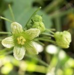 Bryone - Bryonia dioica