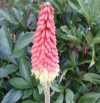 Kniphofia - Faux Aloes - Tritoma