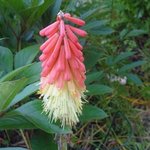 Kniphofia - Faux Aloes - Tritoma