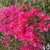 bougainvillier