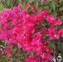 Bougainvillée - Bougainvillea - Bougainvillier