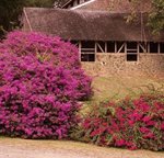 Bougainvillée - Bougainvillea - Bougainvillier