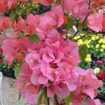 Bougainvillée - Bougainvillea - Bougainvillier