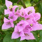 Bougainvillée - Bougainvillea - Bougainvillier