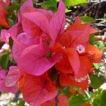 Bougainvillée - Bougainvillea - Bougainvillier