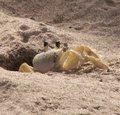 Crabe jaune - crabe de terre - matoutou