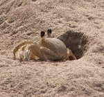Crabe jaune - crabe de terre - matoutou