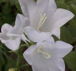 Campanule - Campanula grandiflorus