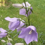 Campanule - Campanula grandiflorus