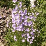 Campanule - Campanula grandiflorus