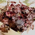 Heuchère pourpre - Heuchera micrantha 'Palace Purple'