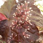 Heuchère pourpre - Heuchera micrantha 'Palace Purple'