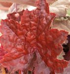 Heuchère pourpre - Heuchera micrantha 'Palace Purple'