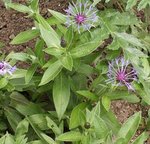 Centaurée - Bleuet - Centaurea 