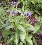 Centaurée - Bleuet - Centaurea 