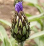 Centaurée - Bleuet - Centaurea 