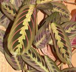 Maranta  leuconeura - Dormeuse