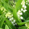 Muguet - Convallaria majalis