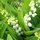 muguet