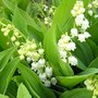 Muguet - Convallaria majalis