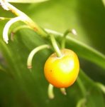 Muguet - Convallaria majalis