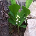 Muguet - Convallaria majalis