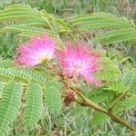 Acacia de Constantinople - Albizia julibrissin - Arbre à soie 