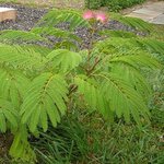 Acacia de Constantinople - Albizia julibrissin - Arbre à soie 