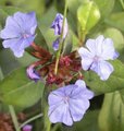 Plumbago rampant - Ceratostigma