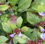 Plumbago rampant - Ceratostigma