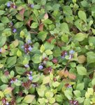 Plumbago rampant - Ceratostigma