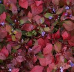 Plumbago rampant - Ceratostigma